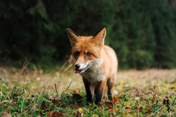 Red fox in the forest during autumn season.