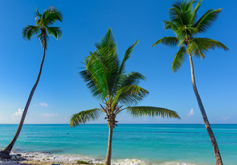 Obraz na płótnie Canvas beautiful caribbean landscape with palm tree on the beach