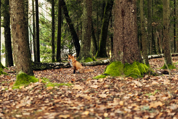 Fototapete bei efototapeten.de bestellen   