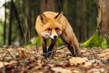 Red fox in the forest during autumn season.