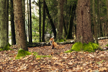 Red fox in the forest during autumn season.