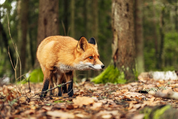 Red fox in the forest during autumn season.