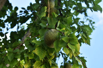 Aegle marmelos, commonly known as bael (bili or bhel), also Bengal quince, golden apple, Japanese bitter orange