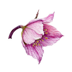 Hellebore pink single flower element in the full bloom with a branch watercolor illustration. Beautiful tender spring and winter blooming rose helleborus flower. Isolated on white background. - obrazy, fototapety, plakaty
