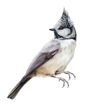 Crested tit bird watercolor illustration. Hand drawn close-up wild nothern small songbird with a crest isolated on white background.