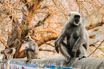 Monkeys in Rishikesh, Uttarakhand, India.