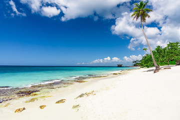 beautiful caribbean landscape with palm tree on the beach