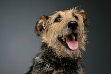 Portrait of an adorable mixed breed dog looking up curiously