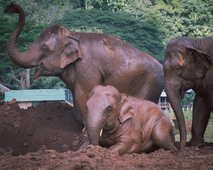 elephant family covering themselves with mud in sanctuary