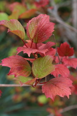 red autumn leaves