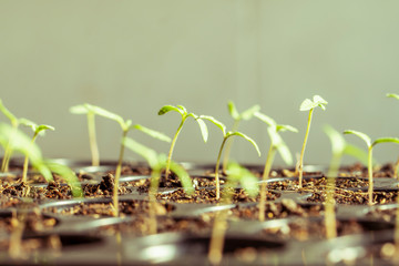 seedling pot plate, watering by spraying to the small tamomo plants.