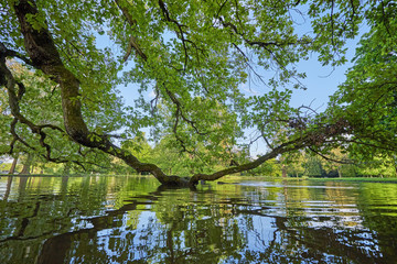 Fototapeta na wymiar A long and large tree branch hangs over the pond and is reflected in the water, on the grounds of the castle in Europe and its Park