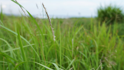 green grass on a background of blue sky