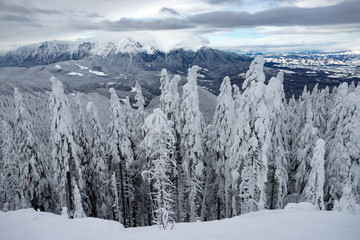 Fototapeta premium Snowy fir trees