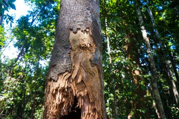 Bear claw scratches on a tree in the wood