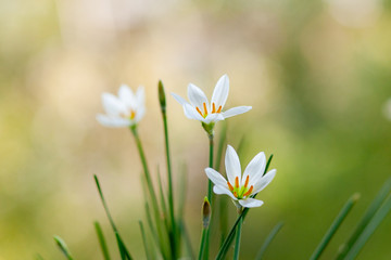 White flowers zephyranthes. Close-up. Selective focus