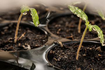 seedling pot plate, watering by spraying to the small tamomo plants, us dollar and euro coins stack near plant, safety food, nature, environment and ecology care.