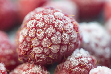 Red raspberry frozen with snow closeup