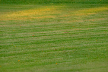 football field Is a green lawn That has been beautifully trimmed