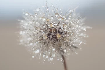 Round fluffy dandelion in water drops and bokeh on a delicate blue background © Mariia