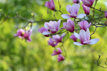 Fototapeta na wymiar Beautiful pink magnolia flowers close-up on a background of green garden