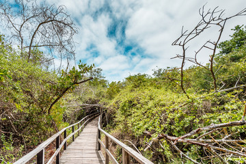 Walking on a boardwalk through a green mangrove forest at Concha de Perla on the Island of Isabela,...