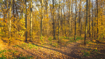 Park autumn trees and fallen autumn leaves in city park in autumn day. Autumn colorful landscape - autumn trees and orange fallen autumn leaves on the ground.