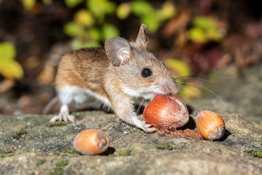 S&uuml;sse Maus beim Schlemmen