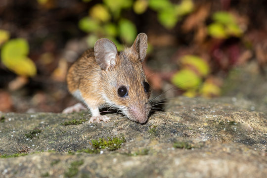 S&uuml;sse Maus beim Schlemmen