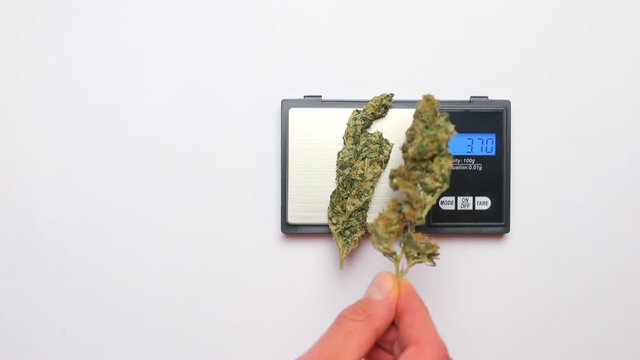 A police officer weighs a drug marijuana 