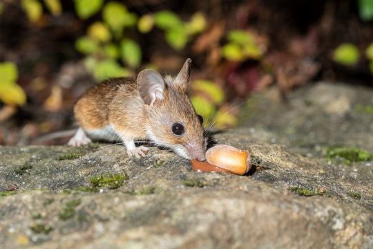 S&uuml;sse Maus beim Schlemmen