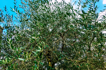 Closeup of red chili pepper 