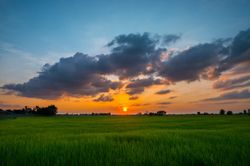 Panorama beautiful Sunset with dramatic sky clouds.Sunrise with cloud over Green rice field  Sisaket province Thailand Asia.