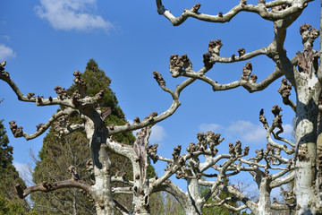 Unusual and curved branches of a beautiful platanus tree in Europe, against a blue and bright sky