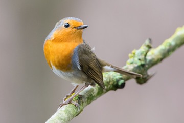 Robin laid on a branch in Tuscany