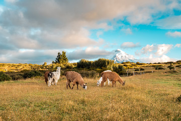 Lamas and Alpakas standing in grasslands of the Cotopaxi National Park, behind them the Cotopaxi volcano with snowy peak, idyllic setting of Ecuador, South America