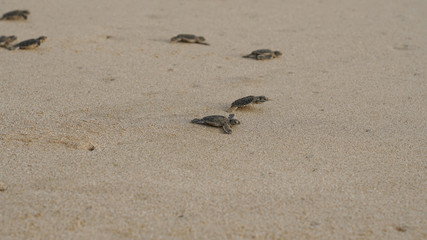 Turtle running on a beach