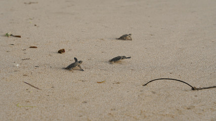 Turtle running on a beach