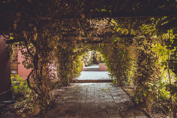 Arch of green plants and ivy