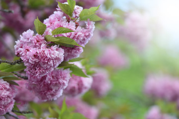 Beautiful and dense ball-shaped pink flowers of blooming sakura, close-up