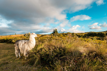 Lamas and Alpakas standing in grasslands of the Cotopaxi National Park, behind them the Cotopaxi volcano with snowy peak, idyllic setting of Ecuador, South America © Thomas Jastram
