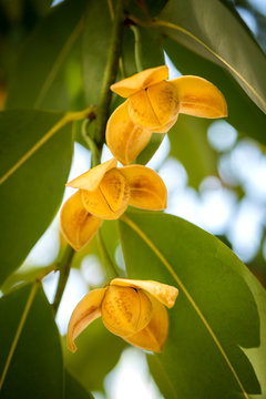 Close up Tropical yellow flower  Melodorum fruticosum on blurred background.Fragrant flowers.White cheesewood  Devil tree  