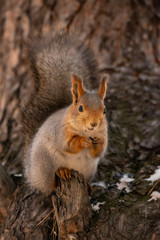 Naklejka na ściany i meble siberian squirrel sitting on the branch eating sunflower seeds