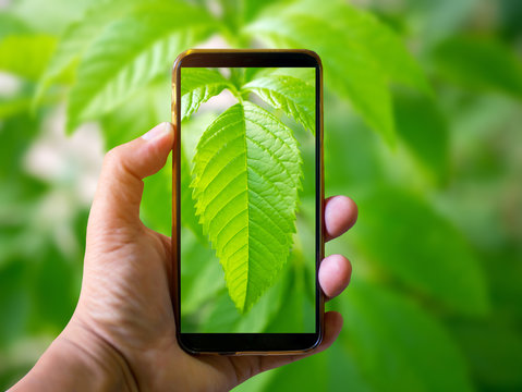 Hand holding mobile phone and take a photo colorful Green leaves  on blurred background with sunlight.Green Nature Concept.
