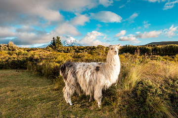 Lamas et alpagas debout dans les prairies du parc national du Cotopaxi, derrière eux le volcan Cotopaxi avec pic enneigé, cadre idyllique de l& 39 Équateur, Amérique du Sud