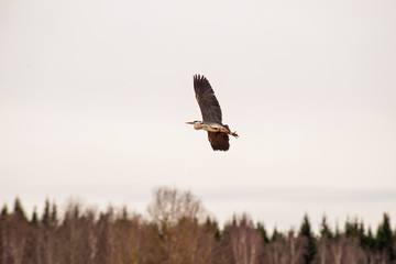 Flying heron
