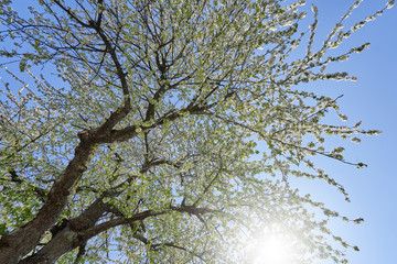Beautiful flowering branches of cherry on a background of blue clear sky. Thick and dense sakura blossom