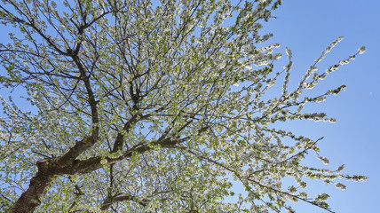 Beautiful flowering branches of cherry on a background of blue clear sky. Thick and dense sakura blossom