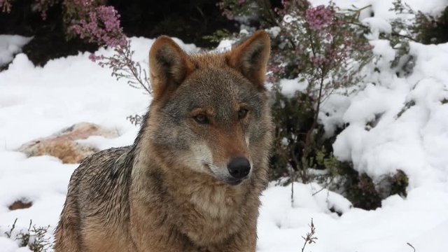 Iberian wolf, Spain, winter