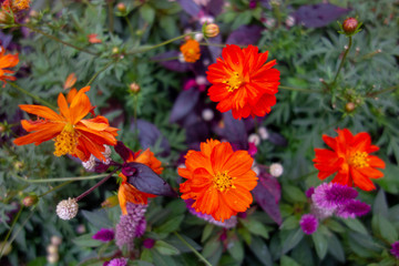 屋外に咲いたキバナコスモス